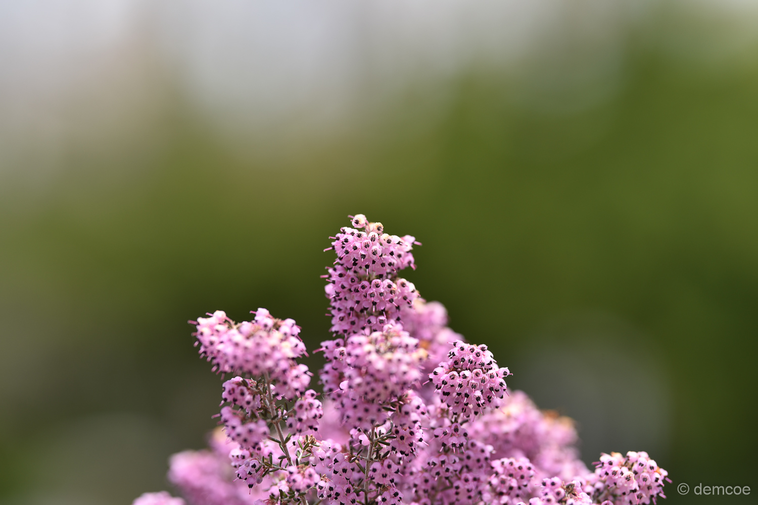 f:id:demcoe:20170325175949j:plain