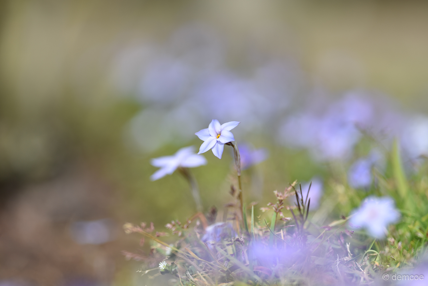 f:id:demcoe:20170325175950j:plain