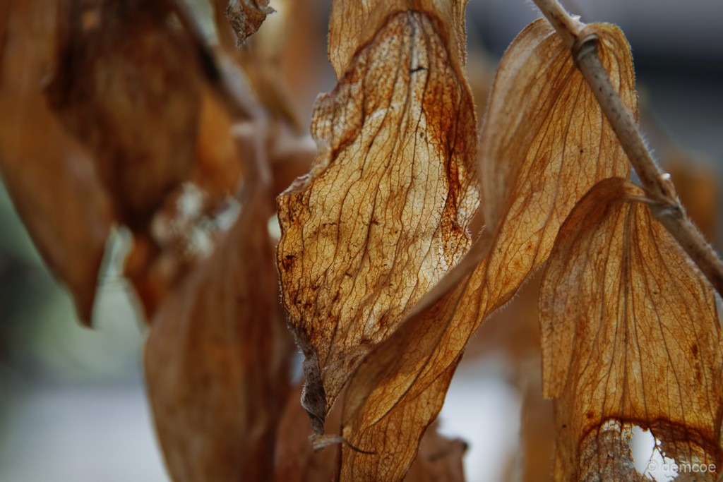 f:id:demcoe:20170403002714j:plain