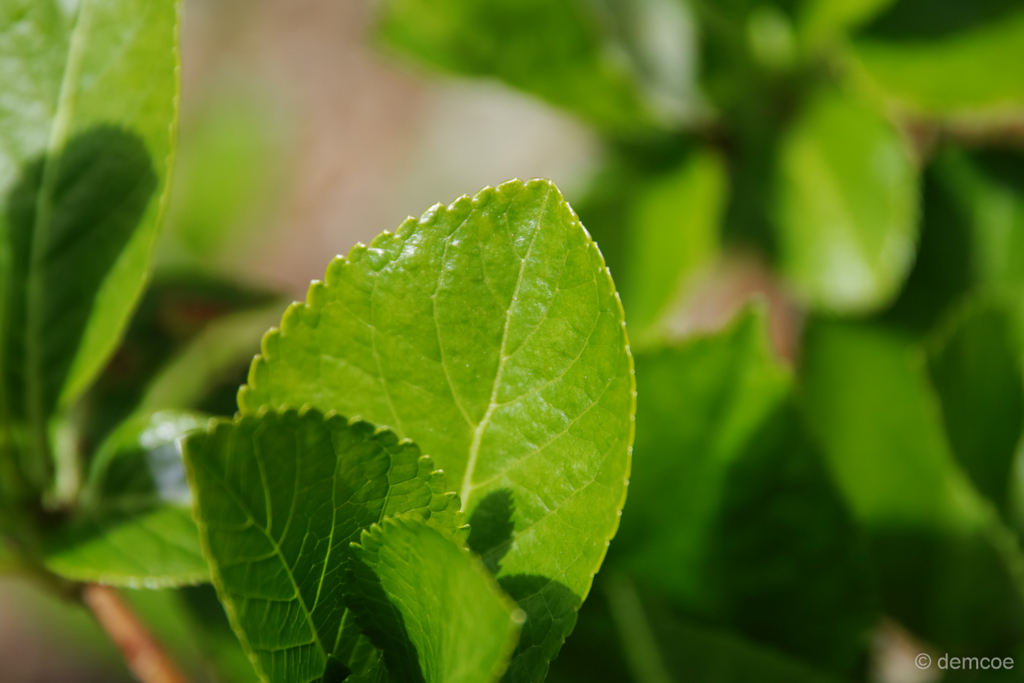 f:id:demcoe:20170403002725j:plain