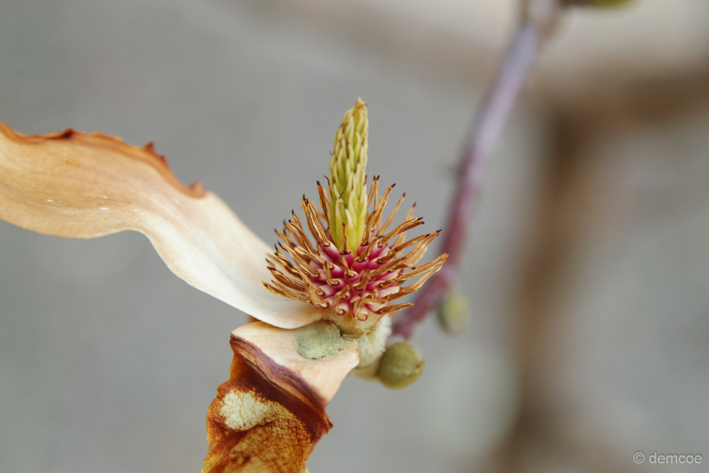 f:id:demcoe:20170403004444j:plain