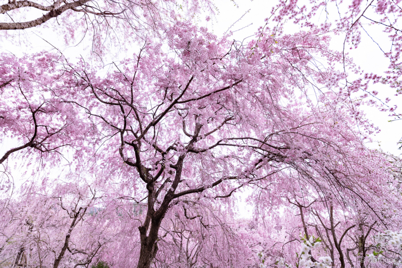 f:id:demcoe:20180408225759j:plain f:id:demcoe:20180408225759j:plain