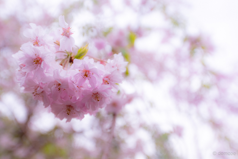 f:id:demcoe:20180408225802j:plain f:id:demcoe:20180408225802j:plain