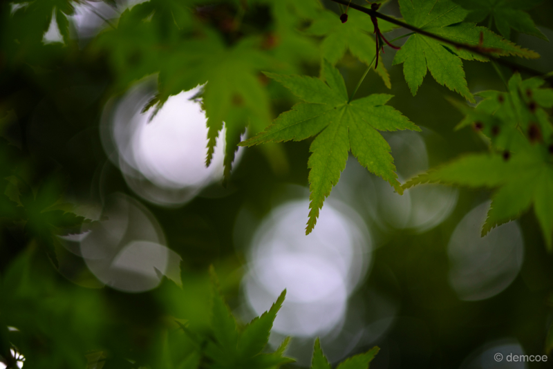 f:id:demcoe:20180420000837j:plain