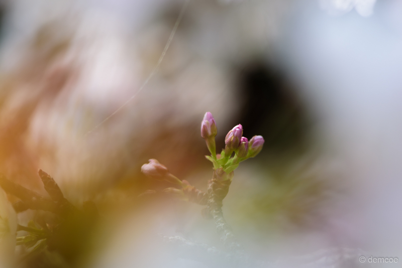 f:id:demcoe:20180420000839j:plain