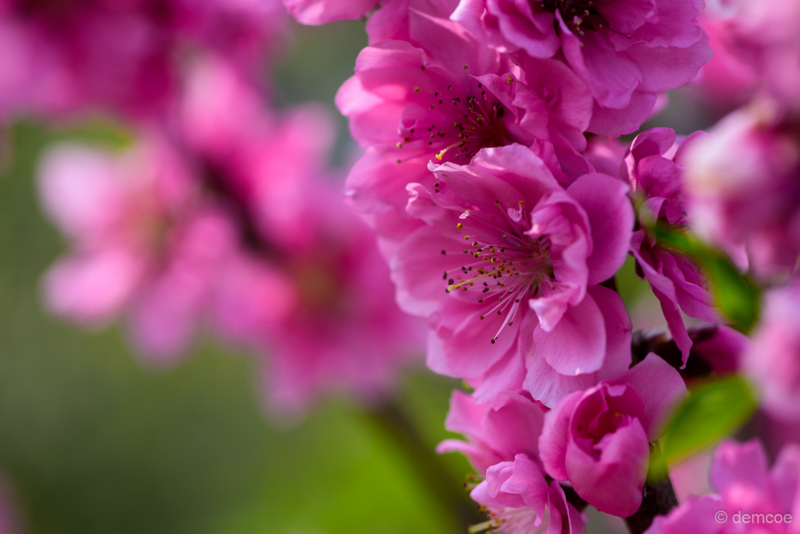 f:id:demcoe:20180420000840j:plain