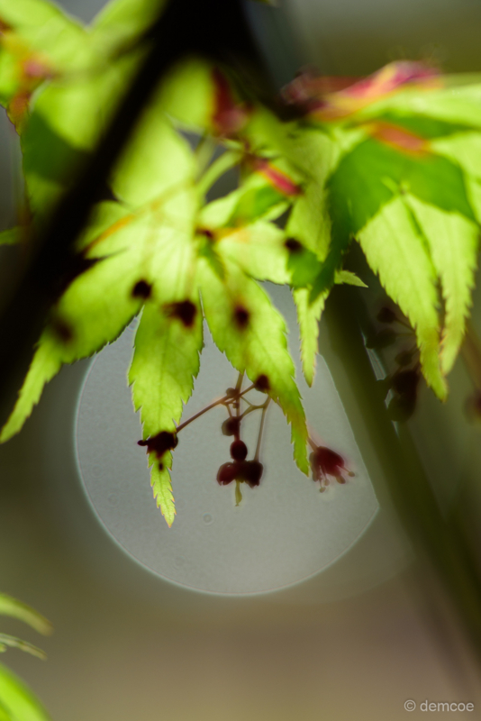 f:id:demcoe:20180420000841j:plain