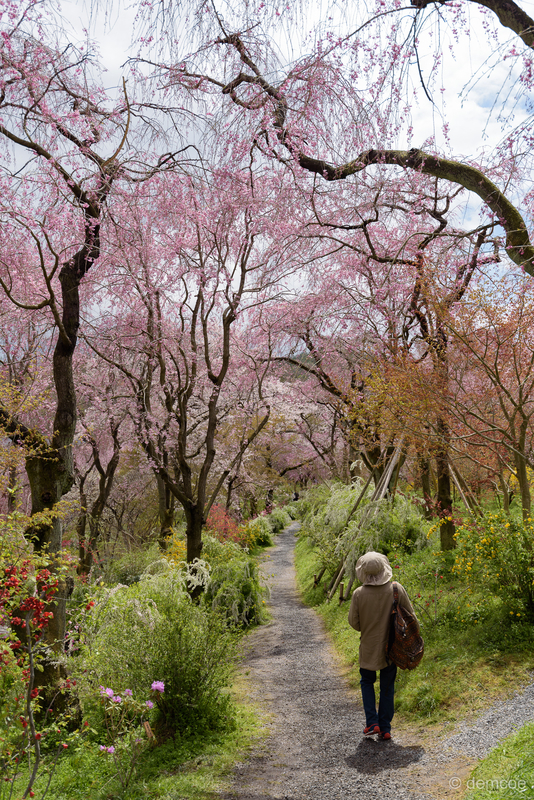 f:id:demcoe:20190414142451j:plain f:id:demcoe:20190414142451j:plain