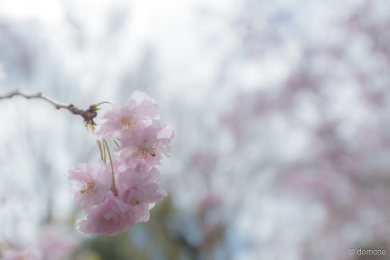 f:id:demcoe:20190414142454j:plain f:id:demcoe:20190414142454j:plain