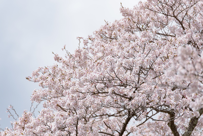 f:id:demcoe:20190414142458j:plain f:id:demcoe:20190414142458j:plain