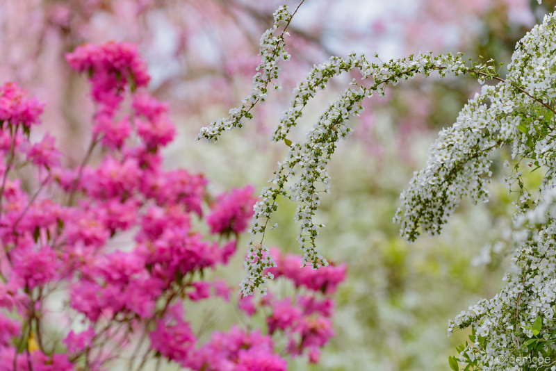 f:id:demcoe:20190414142500j:plain f:id:demcoe:20190414142500j:plain