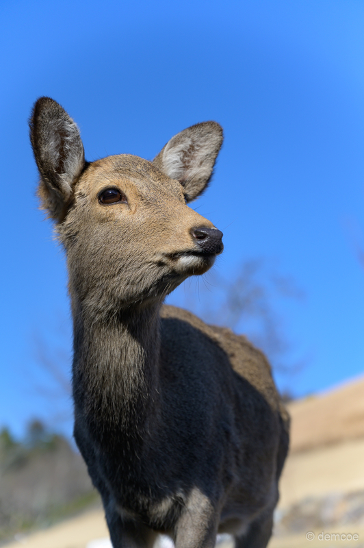 f:id:demcoe:20200117010934j:plain f:id:demcoe:20200117010934j:plain