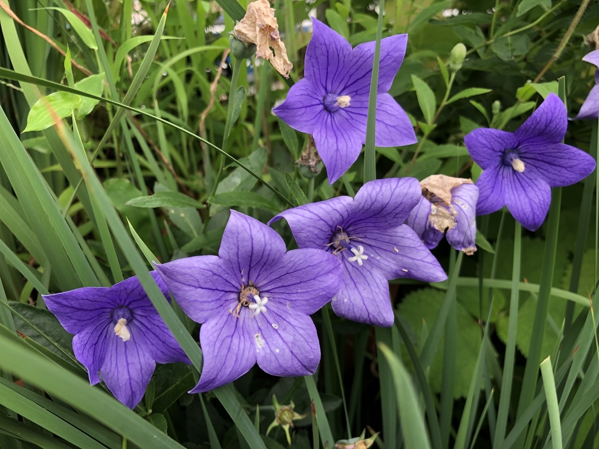 f:id:demonika0602:20190721003710j:plain