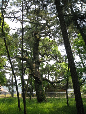 f:id:dench:20080518125340j:image
