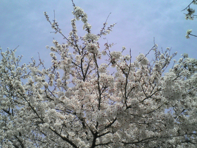 桜並木２