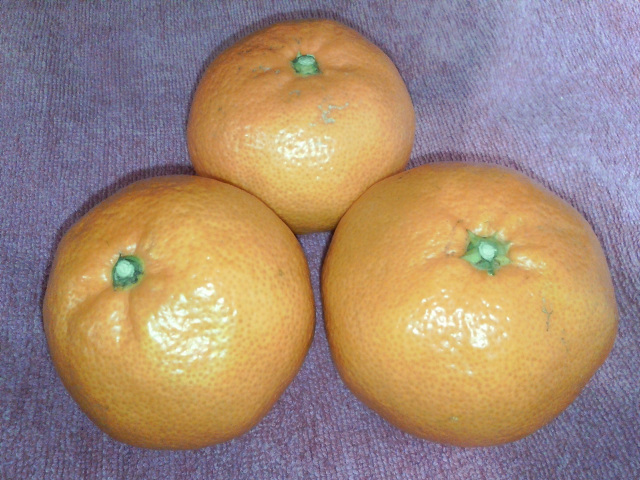 f:id:denchuinc:20071213004410j:image:w120 f:id:denchuinc:20071213004410j:image:w120