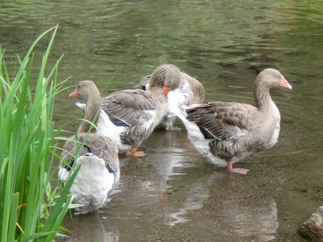 金鱗湖のガチョウ