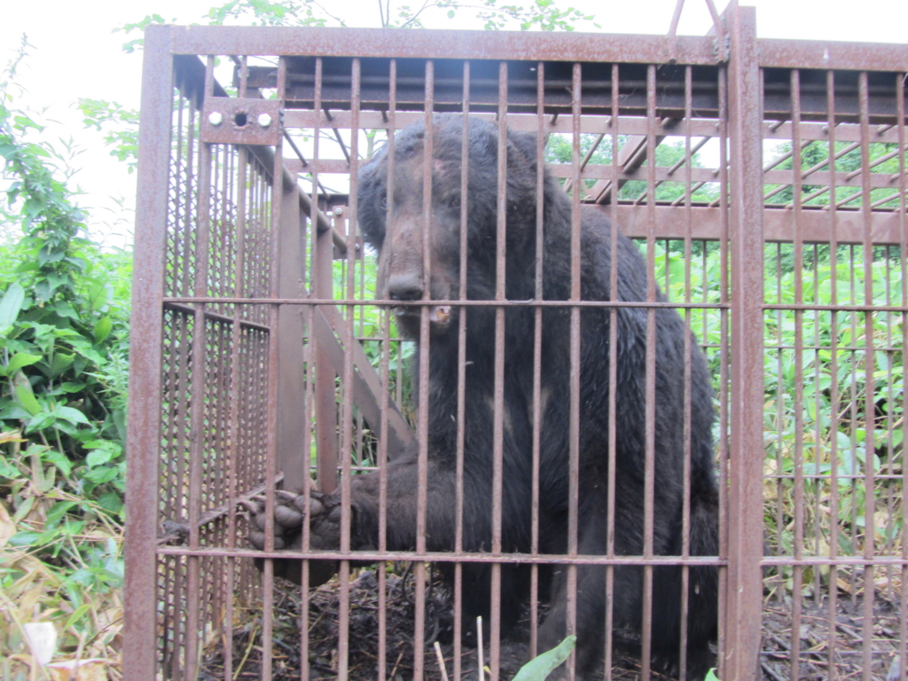 f:id:dende061160:20170405134945j:plain