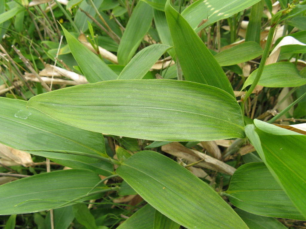 f:id:dende061160:20171020084613j:plain