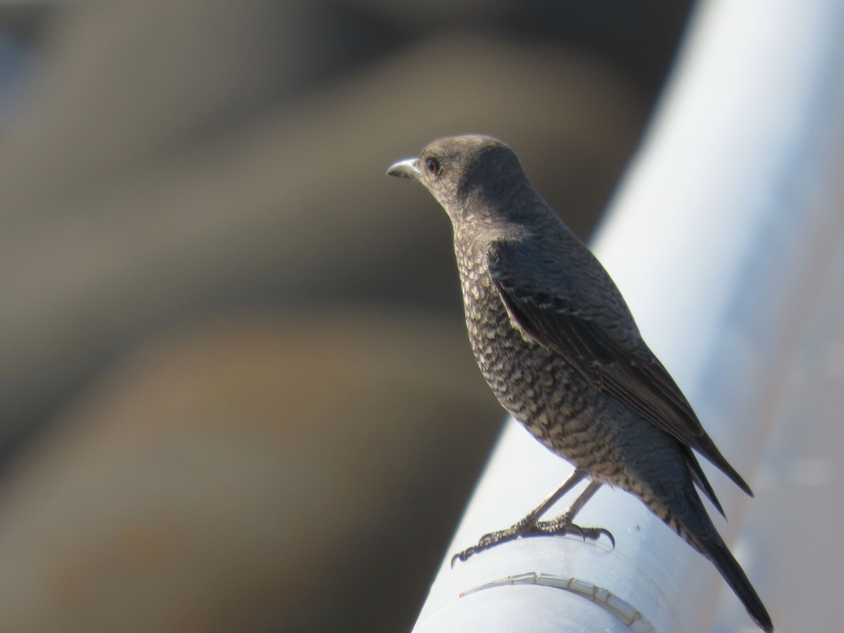 探鳥ドライブ＿江ノ島と長久保公園 - 楽しい記憶