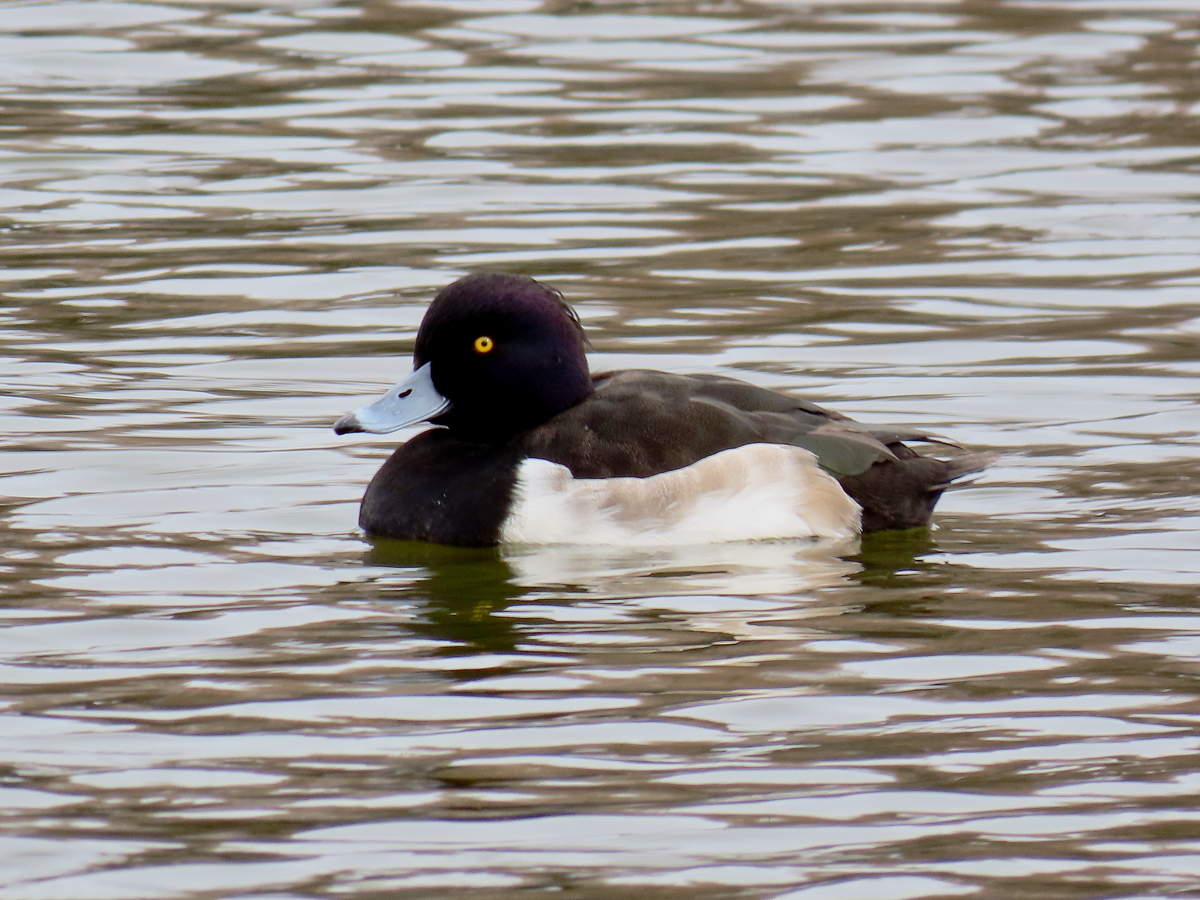 葛飾区の水元公園での鳥撮り体験 - 楽しい記憶