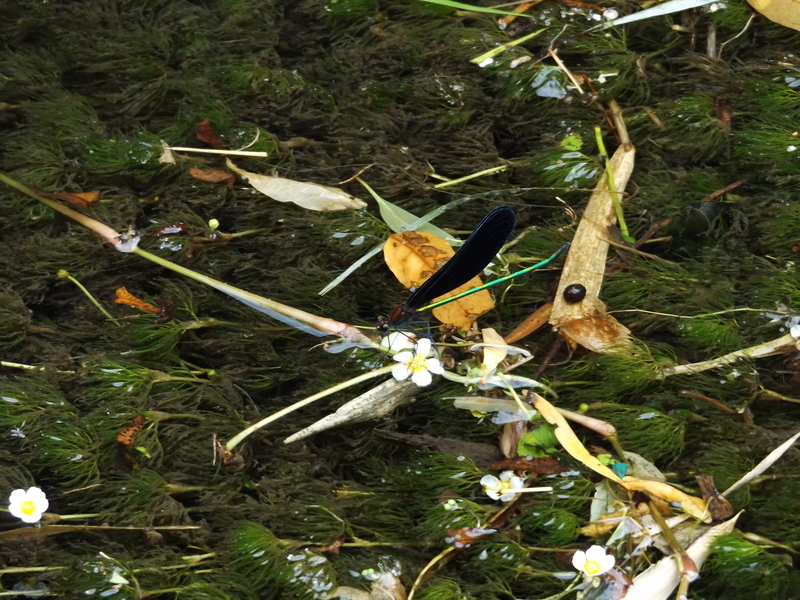 f:id:denden_560316:20190726145122j:plain