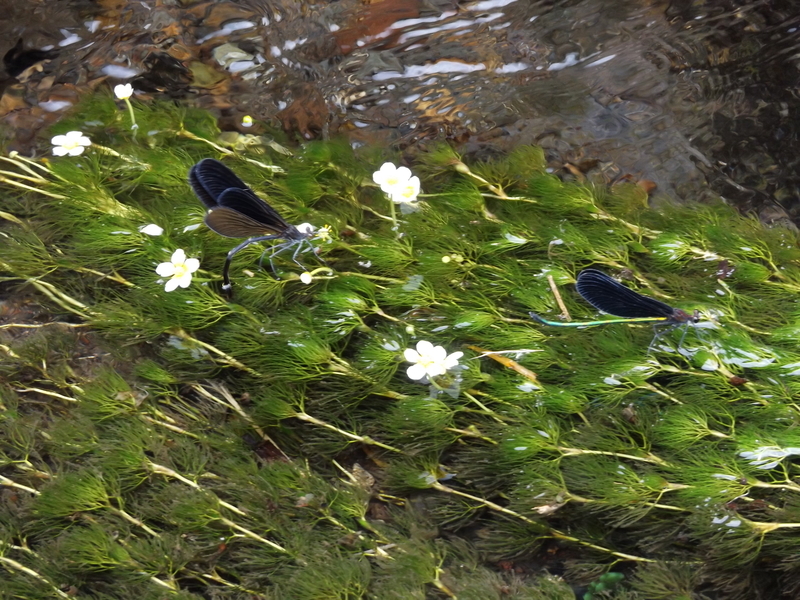 f:id:denden_560316:20190726145308j:plain