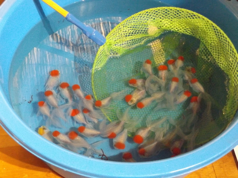 f:id:denden_560316:20190726153600j:plain