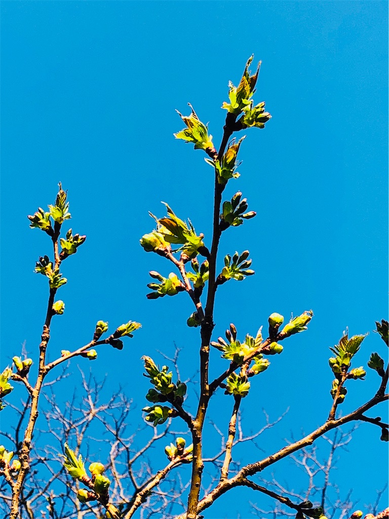f:id:dendenars:20190328223957j:image