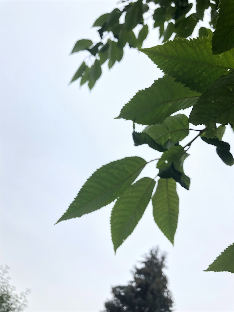 f:id:dendenars:20190730211202j:image