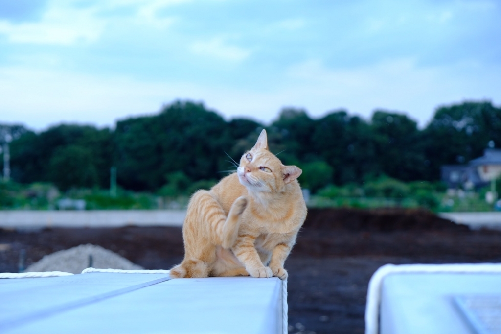 f:id:dendenmushes:20171230221537j:plain f:id:dendenmushes:20171230221537j:plain