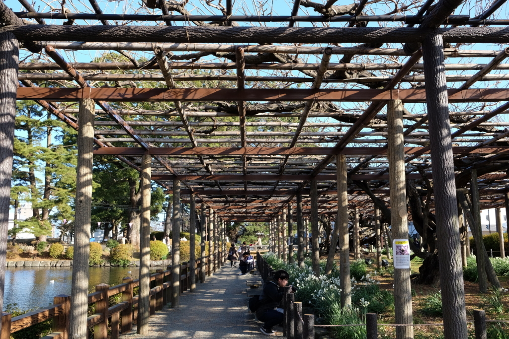 f:id:dendenmushes:20180103194824j:plain