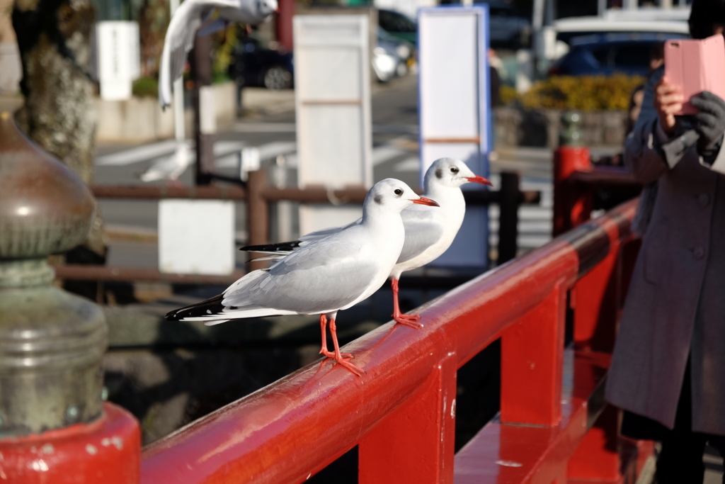 f:id:dendenmushes:20180103195223j:plain