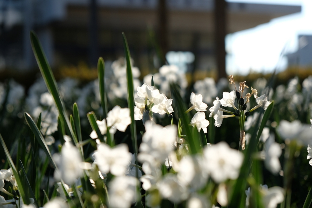 f:id:dendenmushes:20180126233958j:plain f:id:dendenmushes:20180126233958j:plain