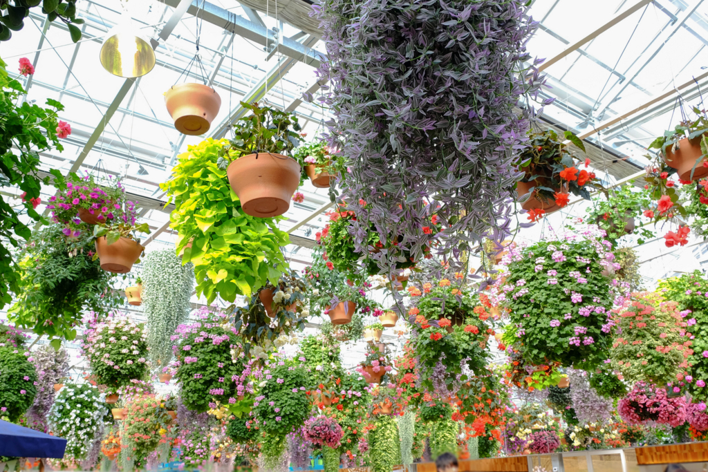 f:id:dendenmushes:20180308153326j:plain