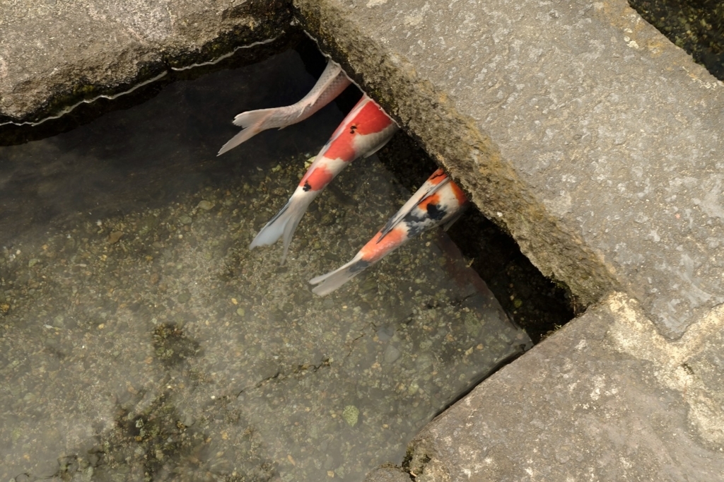 f:id:dendenmushes:20180826223443j:plain