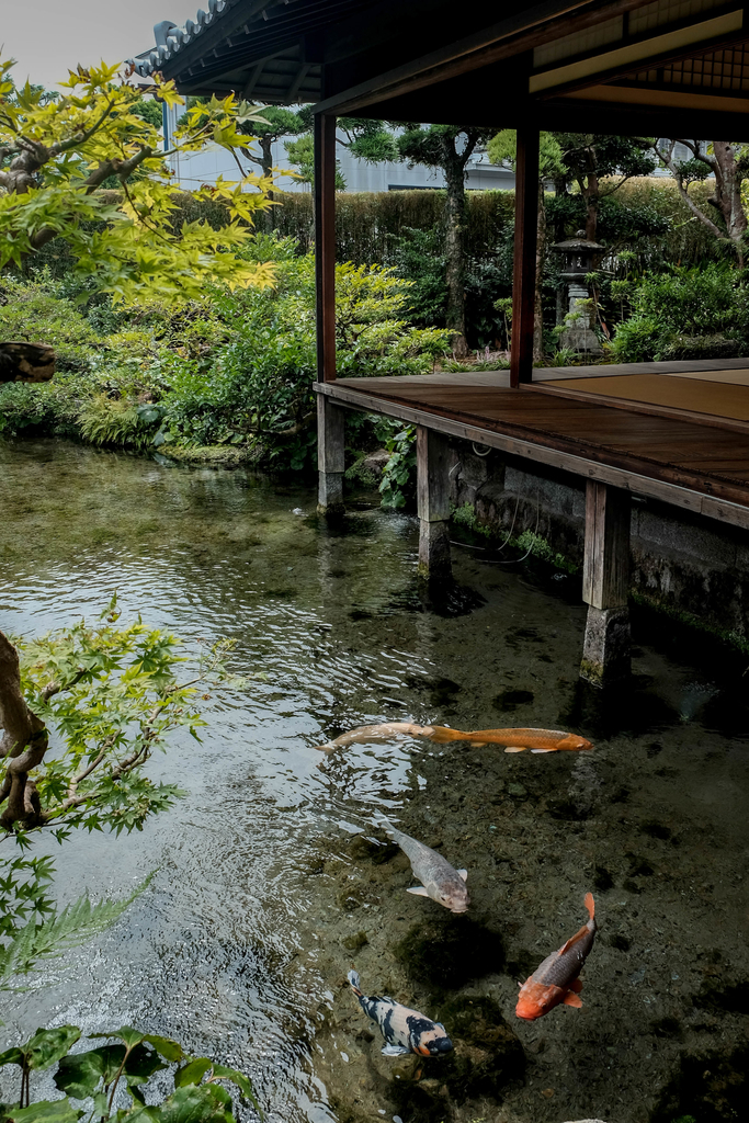 f:id:dendenmushes:20180902212504j:plain