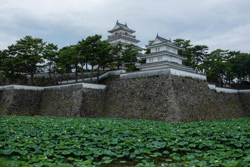 f:id:dendenmushes:20180902220428j:plain