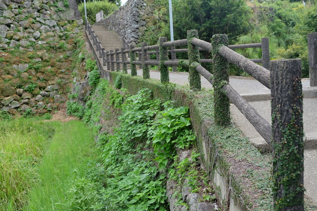 f:id:dendenmushes:20180902221956j:plain