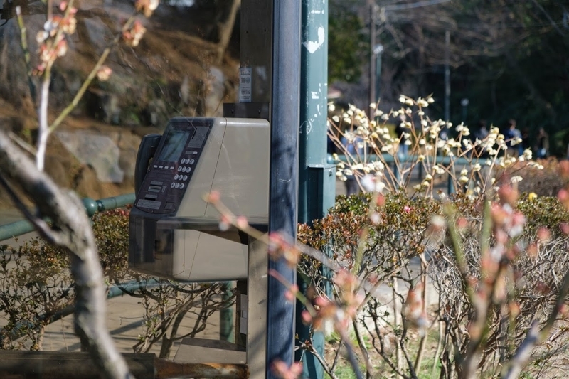 f:id:dendenmushes:20200530125954j:plain