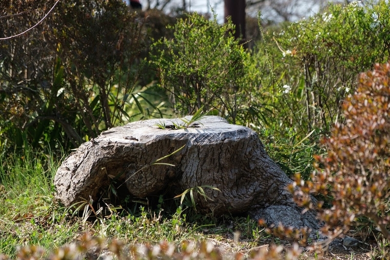 f:id:dendenmushes:20200530130003j:plain