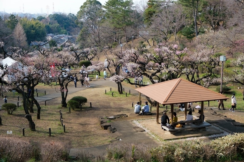 f:id:dendenmushes:20200530130008j:plain