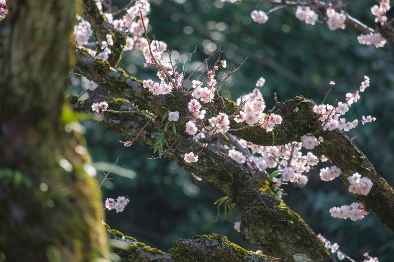 f:id:dendenmushes:20200530130023j:plain