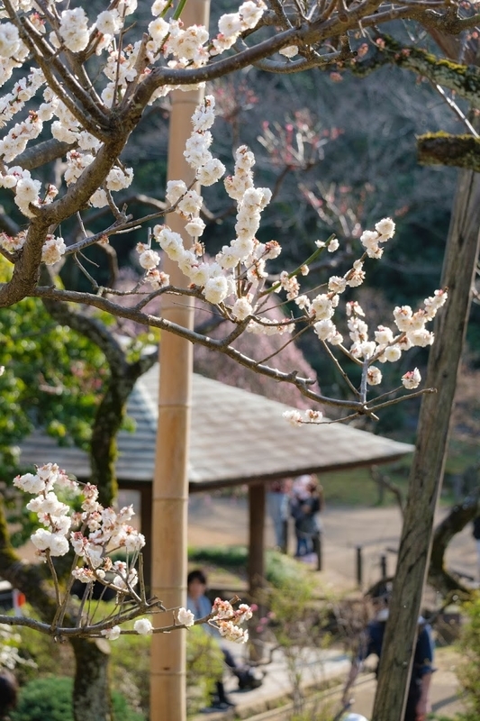 f:id:dendenmushes:20200530130028j:plain