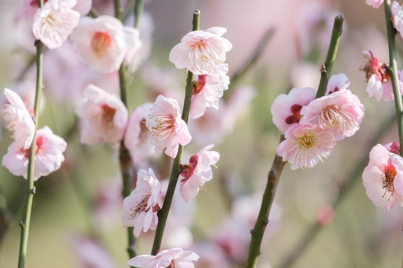 f:id:dendenmushes:20200530130033j:plain