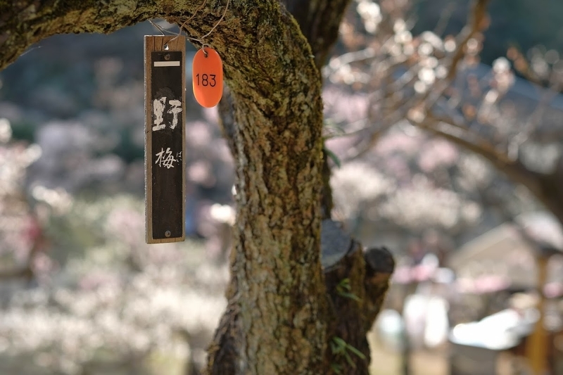 f:id:dendenmushes:20200530130038j:plain