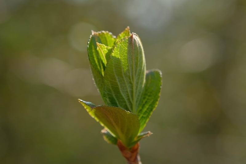 f:id:dendenmushes:20200530130047j:plain