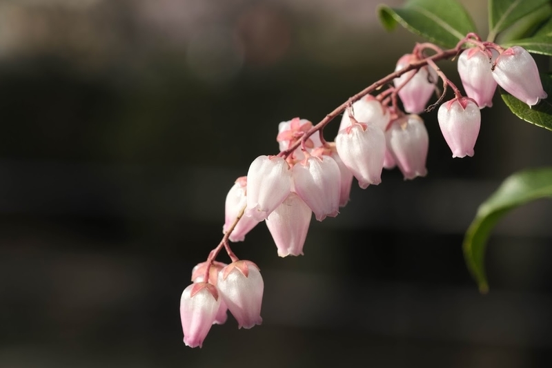 f:id:dendenmushes:20200530130052j:plain