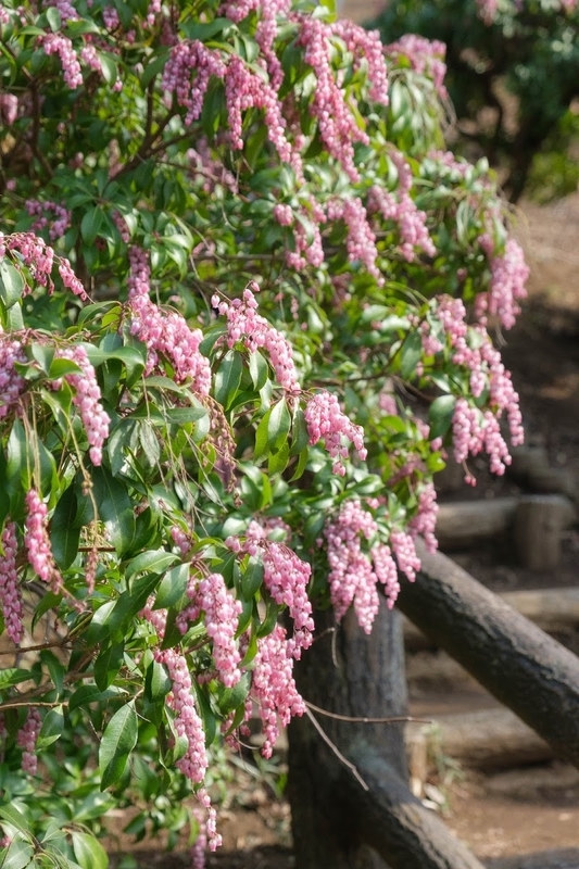 f:id:dendenmushes:20200530130056j:plain