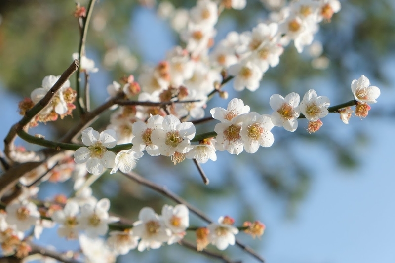 f:id:dendenmushes:20200530130106j:plain